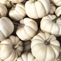 20 Graines de Courge Baby Boo, Cucurbita Pepo