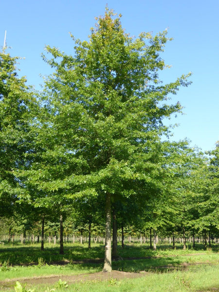 8 Graines de Chêne des marais, Chêne à épingles, Quercus palustris