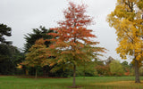 2 Graines de Chêne des marais, Chêne à épingles, Quercus palustris