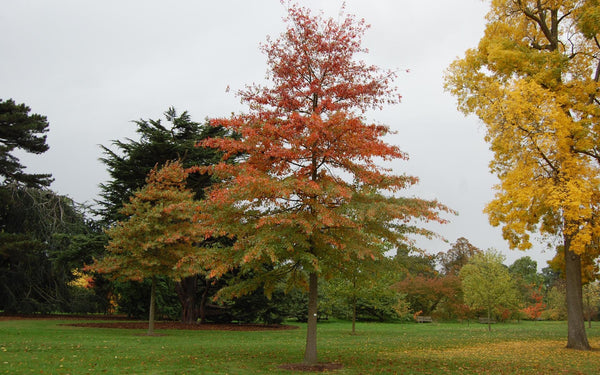 2 Graines de Chêne des marais, Chêne à épingles, Quercus palustris