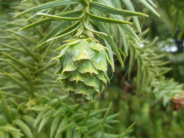 10 Graines Araucaria de Chine, Cunninghamia lanceolata