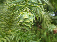 3 Graines Araucaria de Chine, Cunninghamia lanceolata