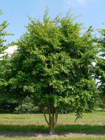 10 Graines de Charme de Caroline, Carpinus caroliniana