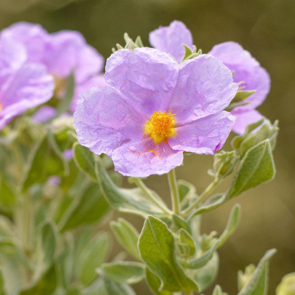 30 Graines de Ciste cotonneux, Ciste blanc, Ciste blanchâtre, Cistus albidus