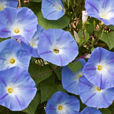 5 Graines Ipomoea Tricolor Heavenly Blue, Ipomée Bleue