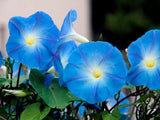 20 Graines Ipomoea Tricolor Heavenly Blue, Ipomée Bleue