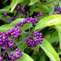 10 Graines Callicarpa Americana, Arbre aux bonbons, Callicarpe d'Amérique