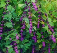 10 Graines Callicarpa Americana, Arbre aux bonbons, Callicarpe d'Amérique