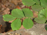 3 Graines Dalbergia Latifolia, Palisandre de l'Inde