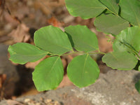 7 Graines Dalbergia Latifolia, Palisandre de l'Inde