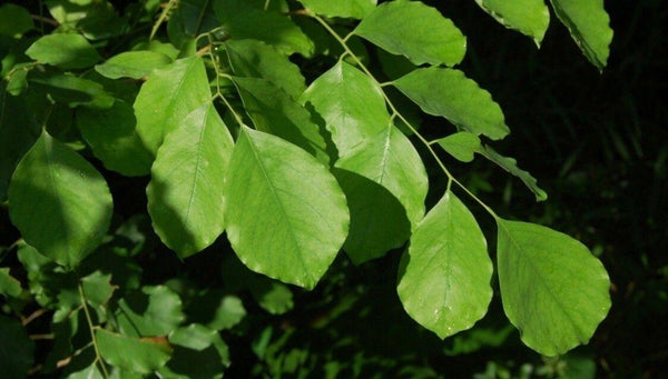 10 Graines Dalbergia Latifolia, Palisandre de l'Inde