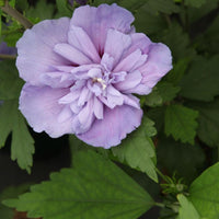 20 Graines Hibiscus syriacus Fleurs Violettes Hybiscus de Syrie Ketmie Althéa Arbuste Vivace