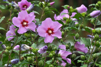 20 Graines Hibiscus syriacus Fleurs Violettes Hybiscus de Syrie Ketmie Althéa Arbuste Vivace