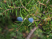 10 Graines de Genévrier rigide, Juniperus rigida