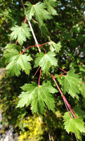 Graines de Acer glabrum, Érable nain