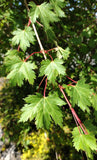 Graines de Acer glabrum, Érable nain