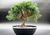 7 Graines de Genévrier de Chine, Juniperus chinensis