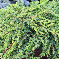 20 Graines de Genévrier de Chine, Juniperus chinensis