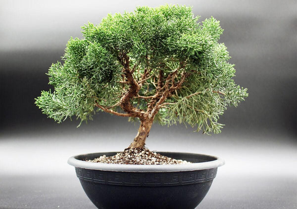 30 Graines de Genévrier de Chine, Juniperus chinensis