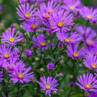 Graines de Aster Amellus "Rudolf goethe", Aster d'Italie