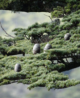 7 Graines de Cèdre de Chypre, Cedrus brevifolia