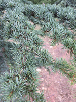 10 Graines de Cèdre de Chypre, Cedrus brevifolia