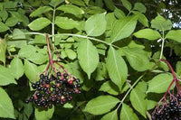 30 Graines Sureau Noir Sambucus Nigra Elderberry / Fekete