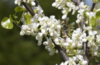 3 Graines Arbre de Judée, Cercis siliquastrum, Gainier silicastre