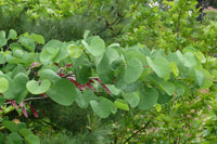 7 Graines Arbre de Judée, Cercis siliquastrum, Gainier silicastre