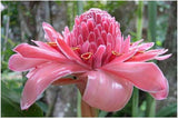 Graines de Etlingera elatior Rose, Rose de porcelaine, Gingembre Tropical Rose