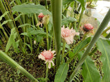 Graines de Etlingera elatior Rose, Rose de porcelaine, Gingembre Tropical Rose