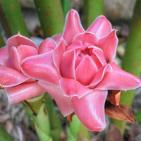 Graines de Etlingera elatior Rose, Rose de porcelaine, Gingembre Tropical Rose