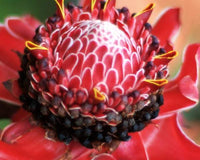 Graines de Etlingera elatior Rouge, Rose de porcelaine, Gingembre Tropical Rouge