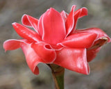 Graines de Etlingera elatior Rouge, Rose de porcelaine, Gingembre Tropical Rouge