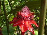 Graines de Etlingera elatior Rouge, Rose de porcelaine, Gingembre Tropical Rouge