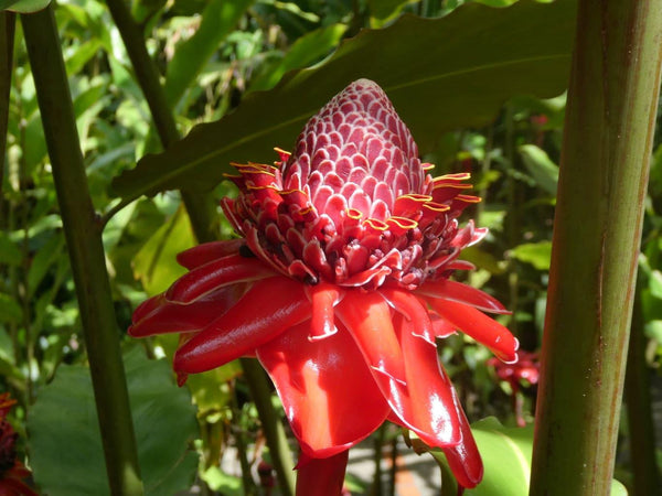 Graines de Etlingera elatior Rouge, Rose de porcelaine, Gingembre Tropical Rouge