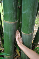 Graines Dendrocalamus Latiflorus, Bambou Géant de Taïwan, Bambou Non Traçant