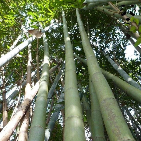 Graines Dendrocalamus Calostachyus, Bambou Non Traçant