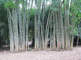 Graines Dendrocalamus Asper, Bambou Géant Noir, Bambou Non Traçant