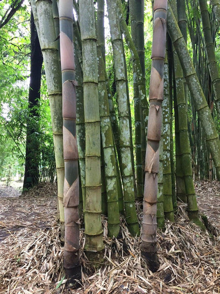 Graines Dendrocalamus Asper, Bambou Géant Noir, Bambou Non Traçant