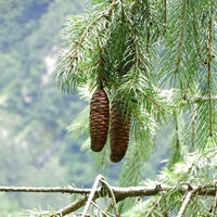 Graines Picea smithiana, Épicéa de Smith, Picea morinda