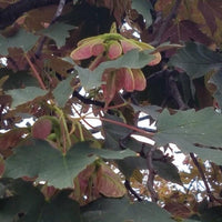 Graines Acer Pseudoplatanus Atropurpureum, Érable Sycomore Atropurpureum