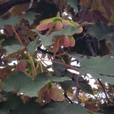 Graines Acer Pseudoplatanus Atropurpureum, Érable Sycomore Atropurpureum