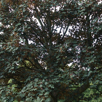 Graines Acer Pseudoplatanus Atropurpureum, Érable Sycomore Atropurpureum