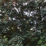 Graines Acer Pseudoplatanus Atropurpureum, Érable Sycomore Atropurpureum