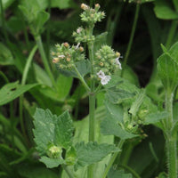 10 Graines Nepeta cataria citriodora, Cataire citronnelle