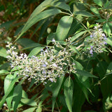 Graines Vitex negundo, Gattilier de Chine