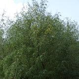 Graines Vitex negundo, Gattilier de Chine