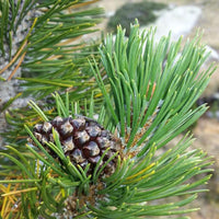 Graines Pinus Uncinata, Pin à Crochets