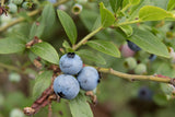 10 Graines de Vaccinium Angustifolium, Bleuet à feuilles étroites